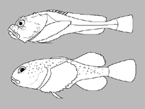 Image of Bathylutichthys balushkini (Balushkin’s bathylutichthys)