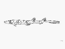 Image of Parascyllium collare (Collar carpetshark)