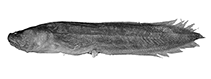 Image of Paradiancistrus lombokensis (Lombok viviparous brotula)