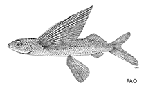 Image of Prognichthys occidentalis 