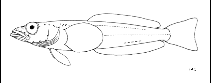 Image of Psilodraco breviceps 