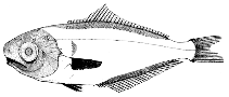 Image of Psenopsis intermedia 