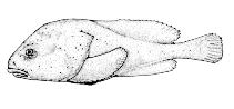 Image of Psychrolutes phrictus (Blob sculpin)