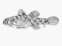 Image of Redigobius dewaali (Checked goby)