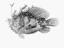 Image of Rhycherus filamentosus (Tasselled anglerfish)