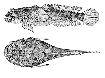 Image of Riekertia ellisi (Broadbodied toadfish)
