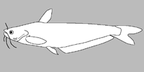 Image of Eutropiichthys cetosus 