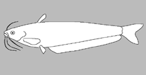 Image of Ompok eugeneiatus (Malay glass catfish)