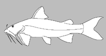 Image of Chimarrichthys longus 