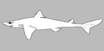 Image of Squalus altipinnis (Western highfin spurdog)