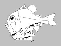 Image of Polyipnus ruggeri (Rugby hatchetfish)