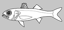 Image of Parascombrops analis (Threespine seabass)