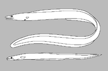 Image of Dysomma robinsorum (Robinses’ cutthroat eel)