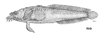 Image of Sanopus johnsoni (Cozumel toadfish)