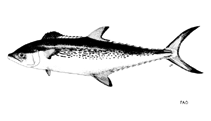Image of Scomberomorus plurilineatus (Kanadi kingfish)