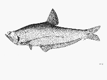 Image of Setipinna breviceps (Shorthead hairfin anchovy)