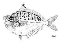 Image of Deveximentum megalolepis (Bigscale ponyfish)