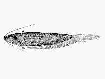Image of Silurichthys phaiosoma 
