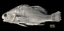 Image of Stellifer cervigoni (Black gill stardrum)