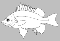 Image of Syncomistes dilliensis (Dillie grunter)