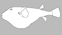 Image of Chelonodontops alvheimi (Alvheim’s pufferfsh)