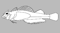 Image of Gilloblennius abditus (Obscure triplefin)