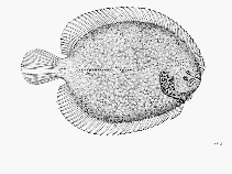 Image of Trinectes opercularis (Spottedcheek sole)