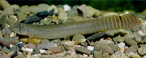 Image of Aborichthys elongatus 
