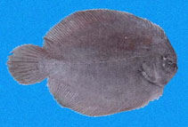 Image of Achirus mazatlanus (Mazatlan sole)