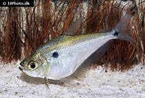 Image of Acanthocharax microlepis 
