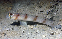 Image of Amblyeleotris biguttata (Twinspot shrimpgoby)