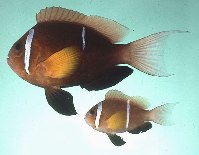 Image of Amphiprion omanensis (Oman anemonefish)