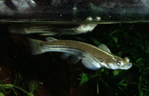 Image of Anableps microlepis (Foureyes)