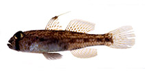 Image of Ancistrogobius squamiceps (Scaly cheek-hook goby)