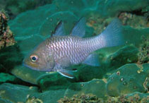 Image of Apogon dhofar (Dhofar cardinalfish)