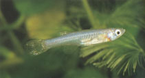 Image of Micropanchax fuelleborni (Lake Rukwa lampeye)