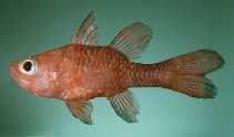 Image of Apogon rubrifuscus (Flathead cardinalfish)