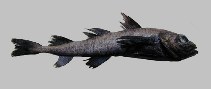 Image of Arctogadus glacialis (Arctic cod)