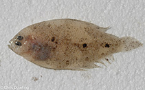 Image of Arnoglossus micrommatus 