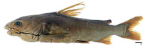 Image of Arius microcephalus (Squirrelheaded catfish)