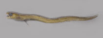Image of Ariosoma multivertebratum 