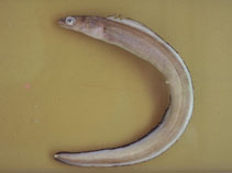 Image of Ariosoma opistophthalmum 
