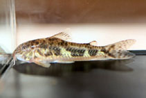 Image of Aspidoras depinnai (Ipojuca catfish)