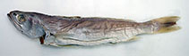 Image of Atractoscion atelodus (Small lunate caudal fin croaker)