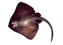 Image of Bathyraja minispinosa (Whitebrow skate)