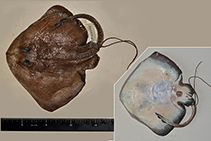 Image of Arctoraja sexoculata (Simushir skate)