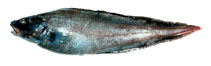 Image of Bothrocara brunneum (Twoline eelpout)