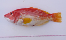 Image of Bodianus flavipinnis (Yellowfin pigfish)