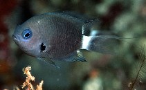 Image of Pycnochromis delta (Deep reef chromis)