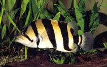 Image of Datnioides microlepis (Finescale tigerfish)